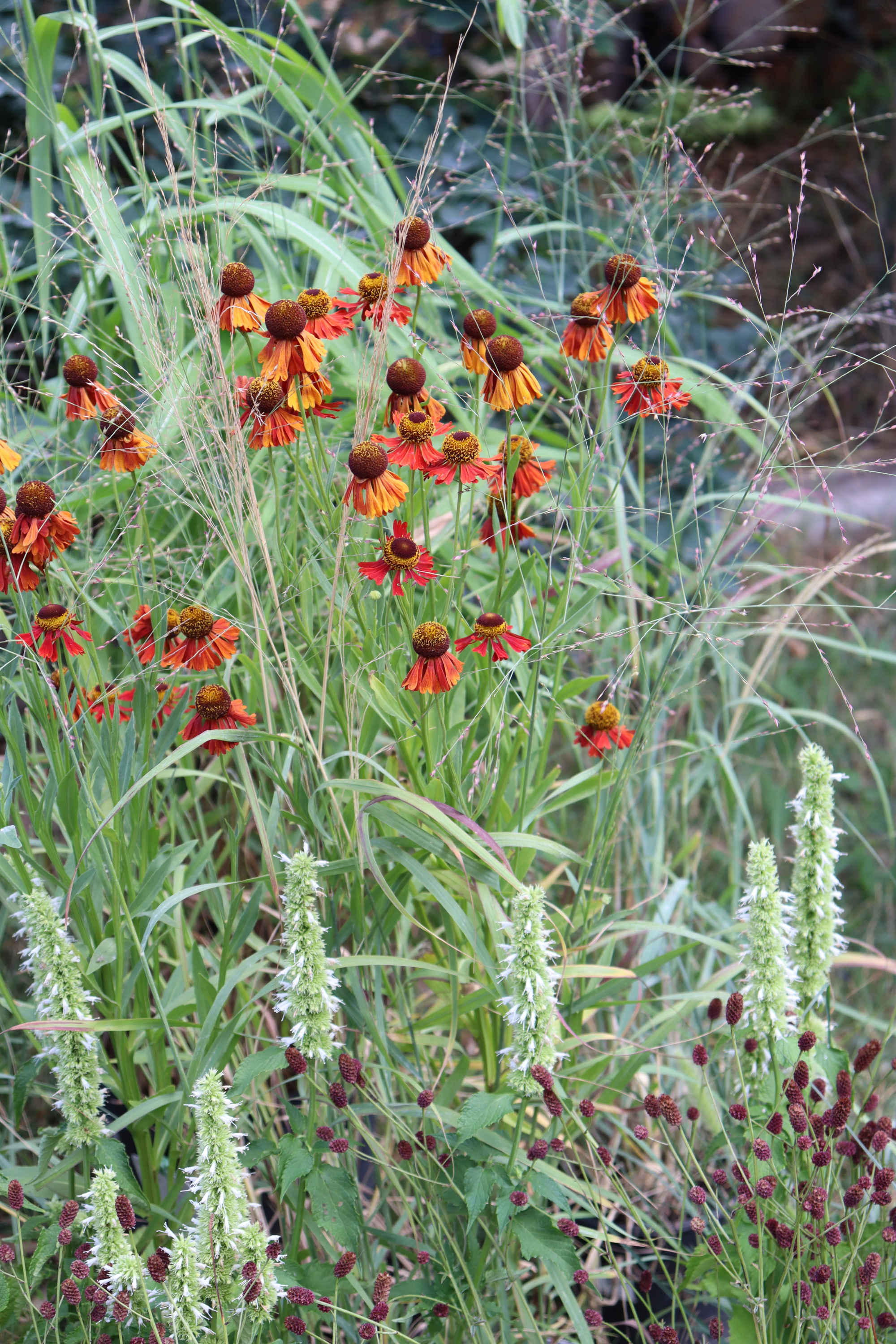 Torsán Lilla - Kerttervezés & tanácsadás