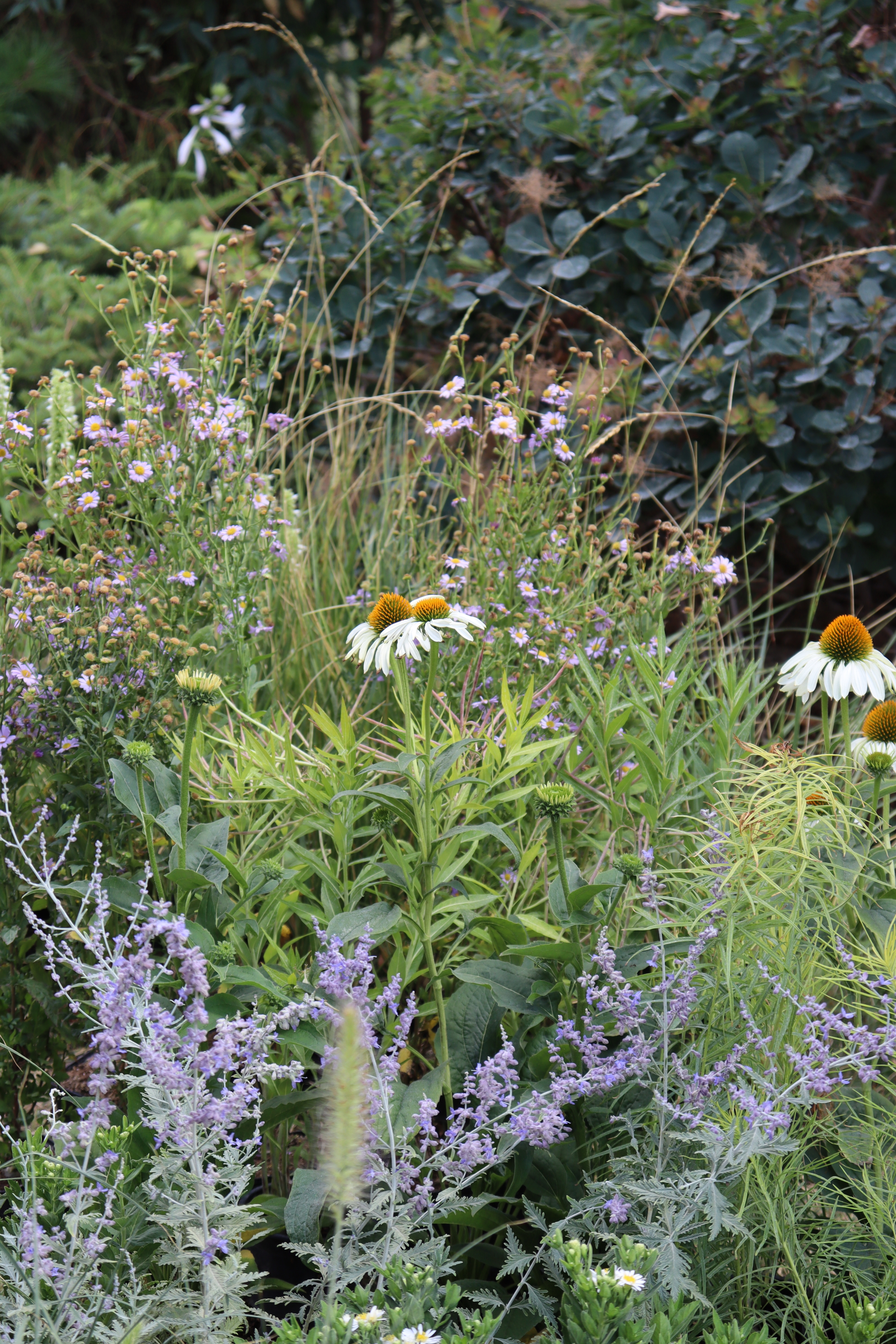 Torsán Lilla - Kerttervezés & tanácsadás