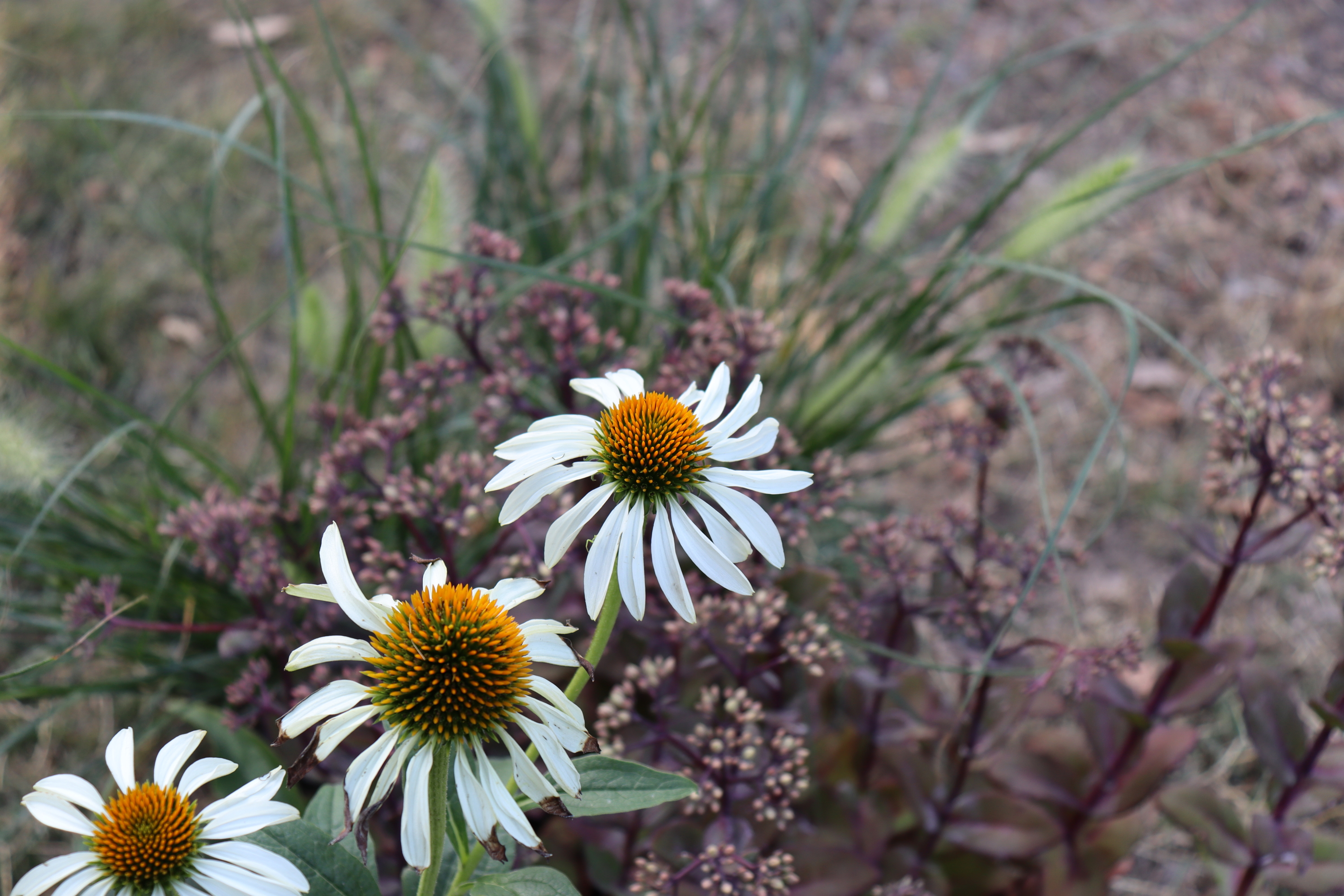Torsán Lilla - Kerttervezés & tanácsadás