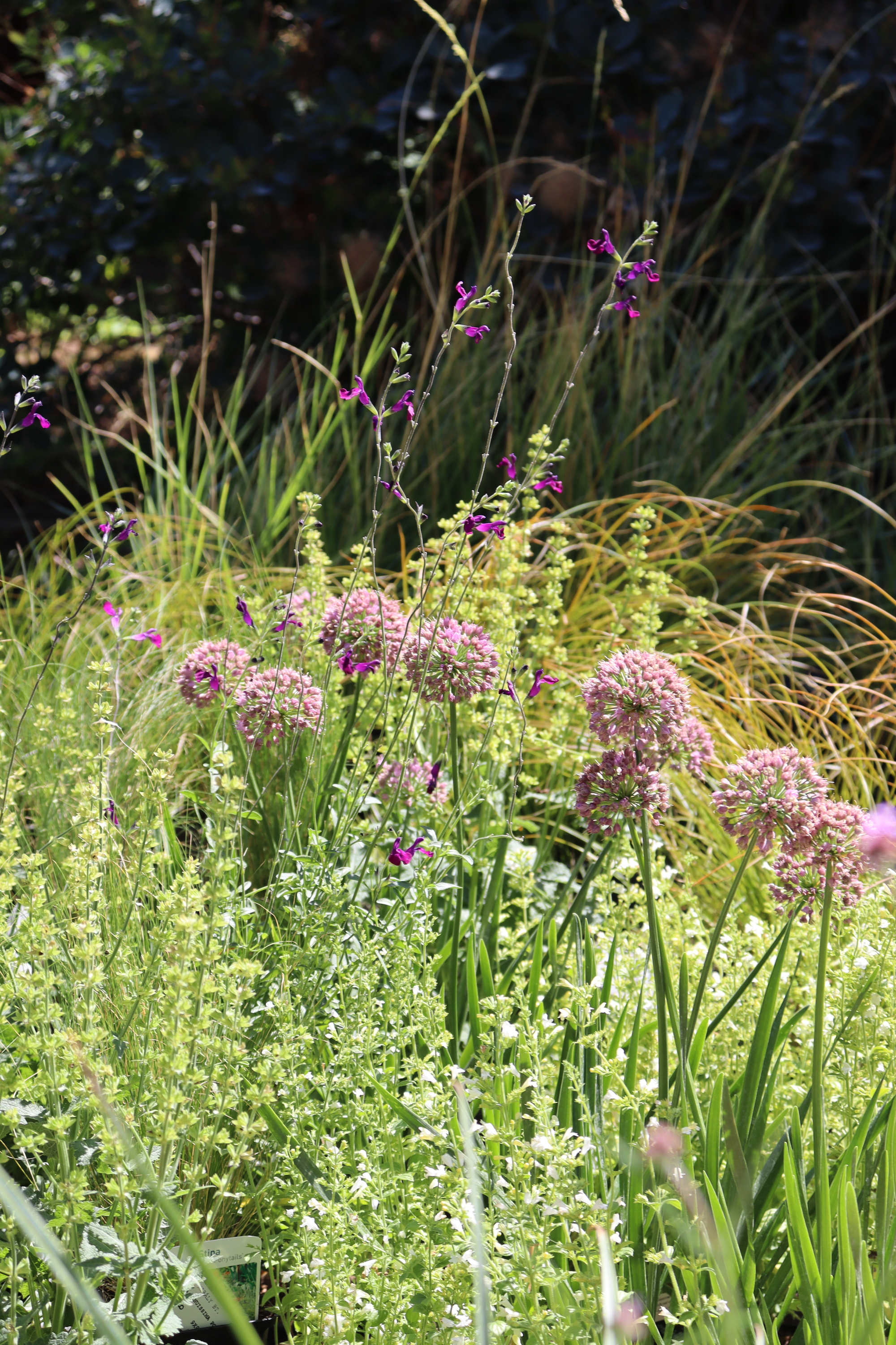Torsán Lilla - Kerttervezés & tanácsadás