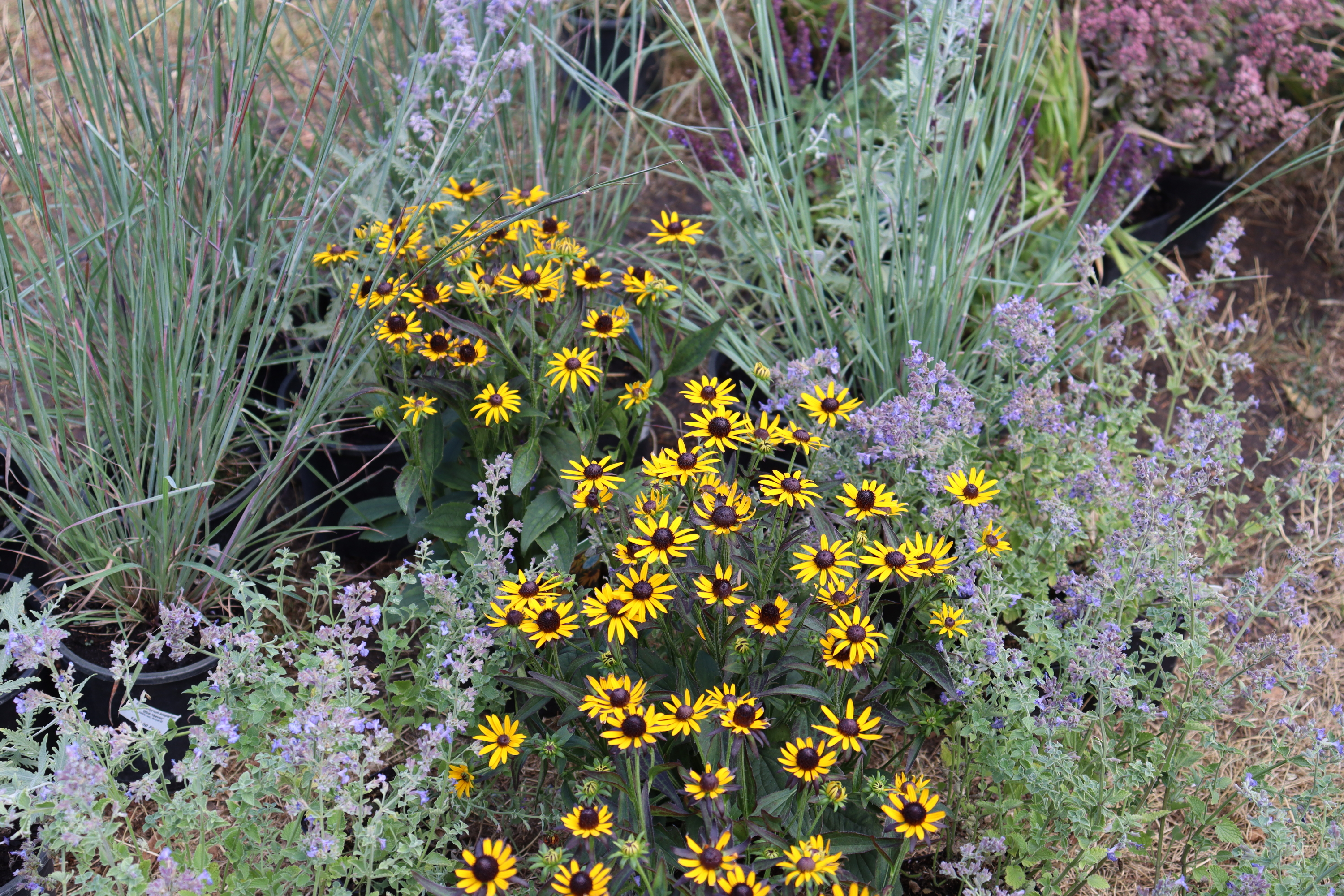 Torsán Lilla - Kerttervezés & tanácsadás