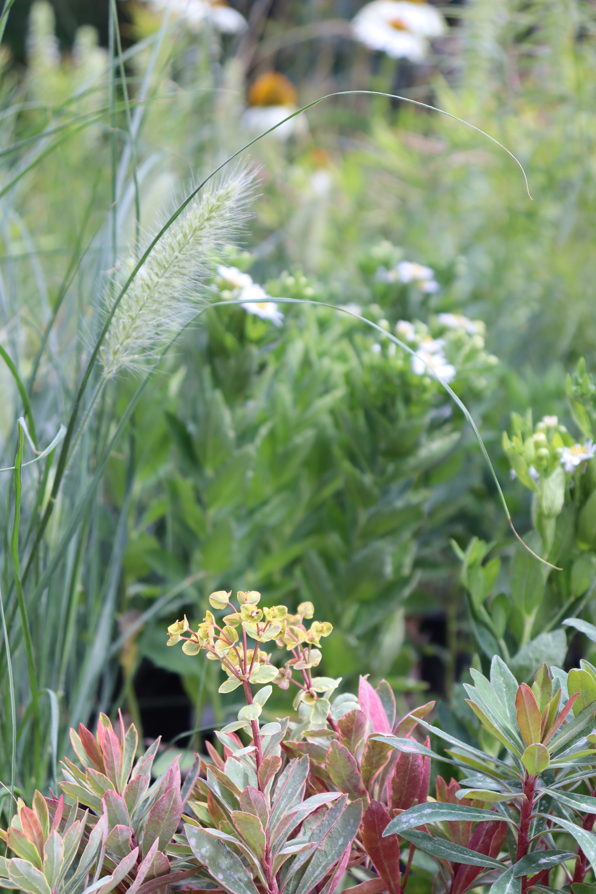 Torsán Lilla - Kerttervezés & tanácsadás