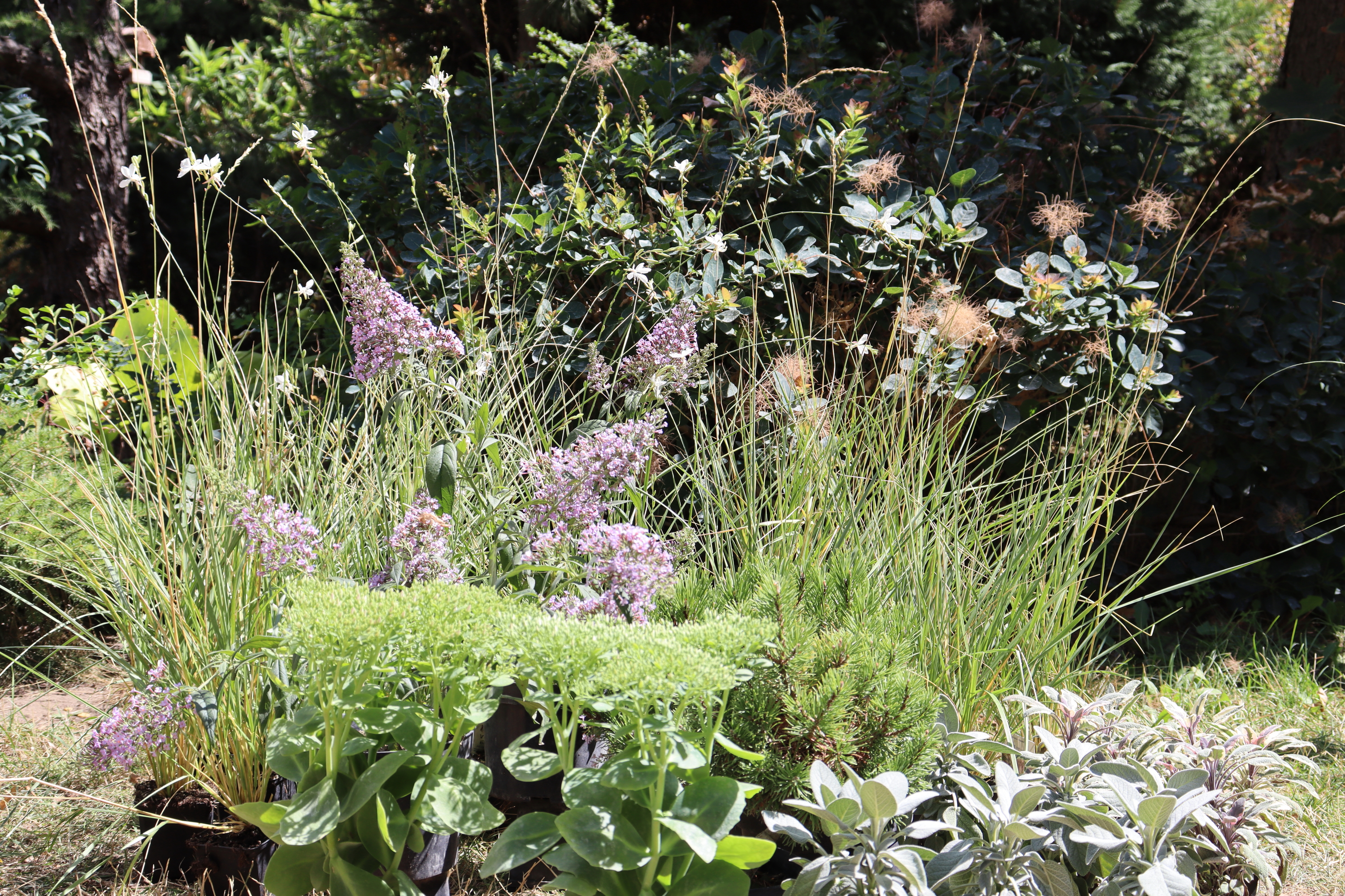 Torsán Lilla - Kerttervezés & tanácsadás