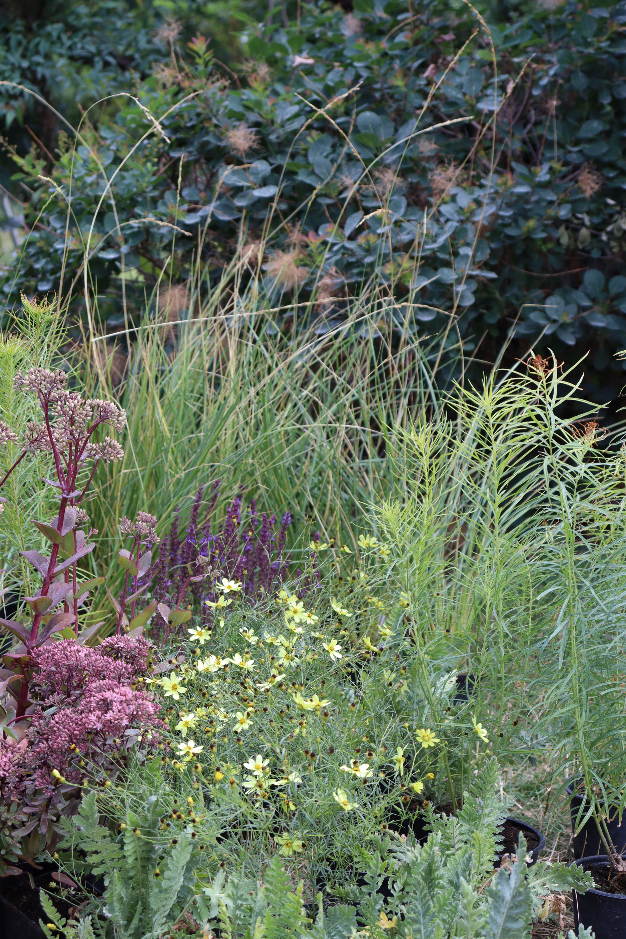 Torsán Lilla - Kerttervezés & tanácsadás