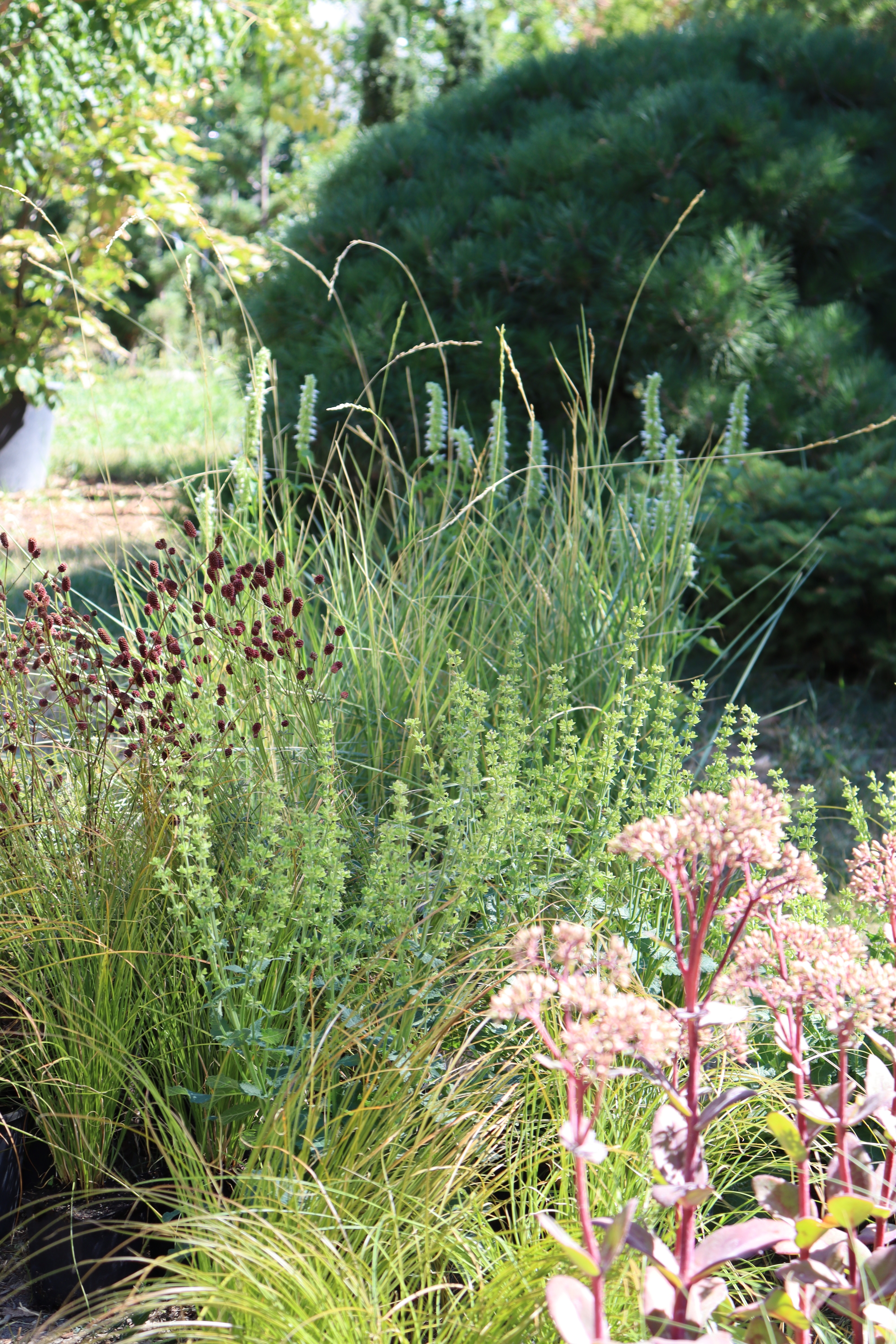 Torsán Lilla - Kerttervezés & tanácsadás