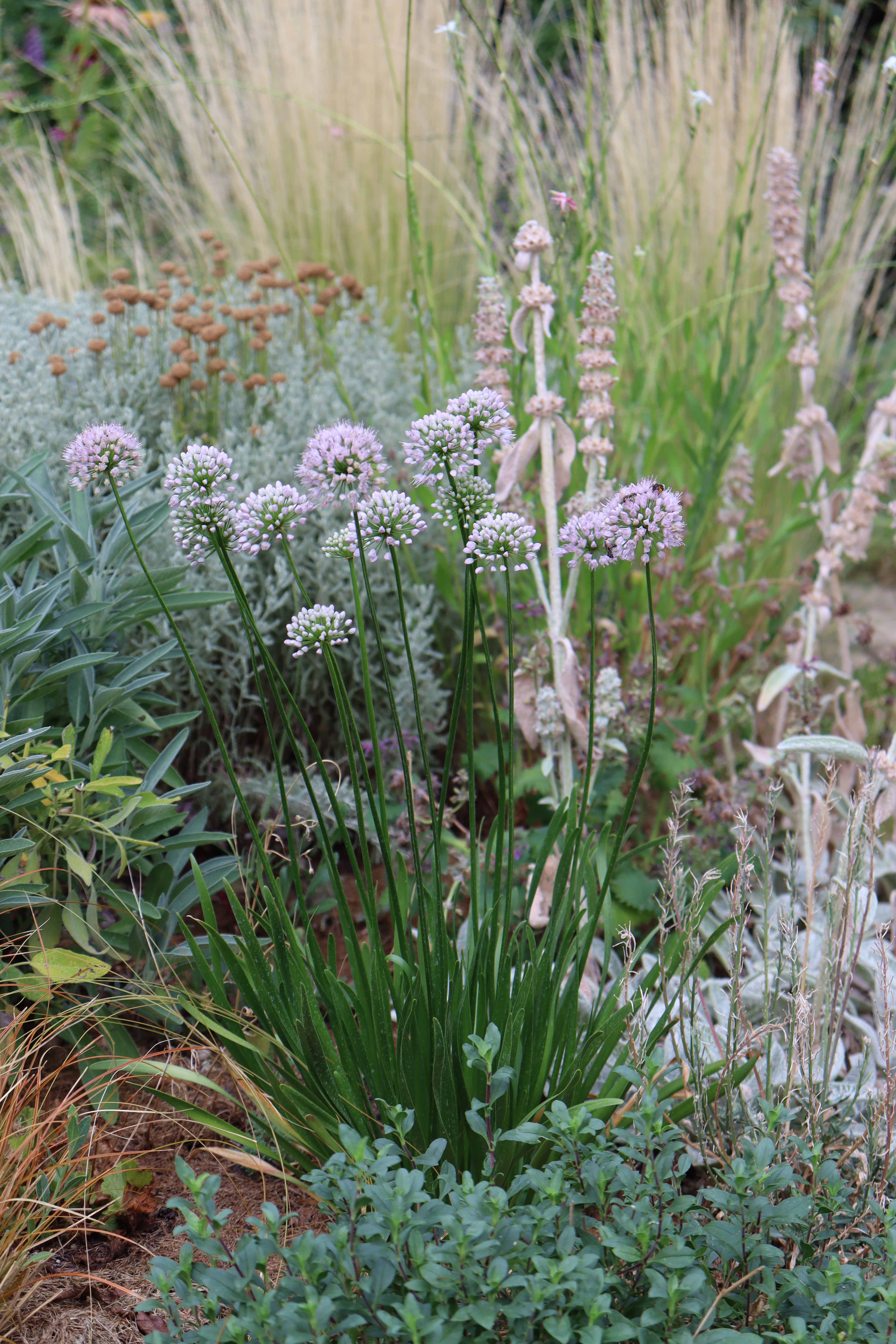 Torsán Lilla - Kerttervezés & tanácsadás