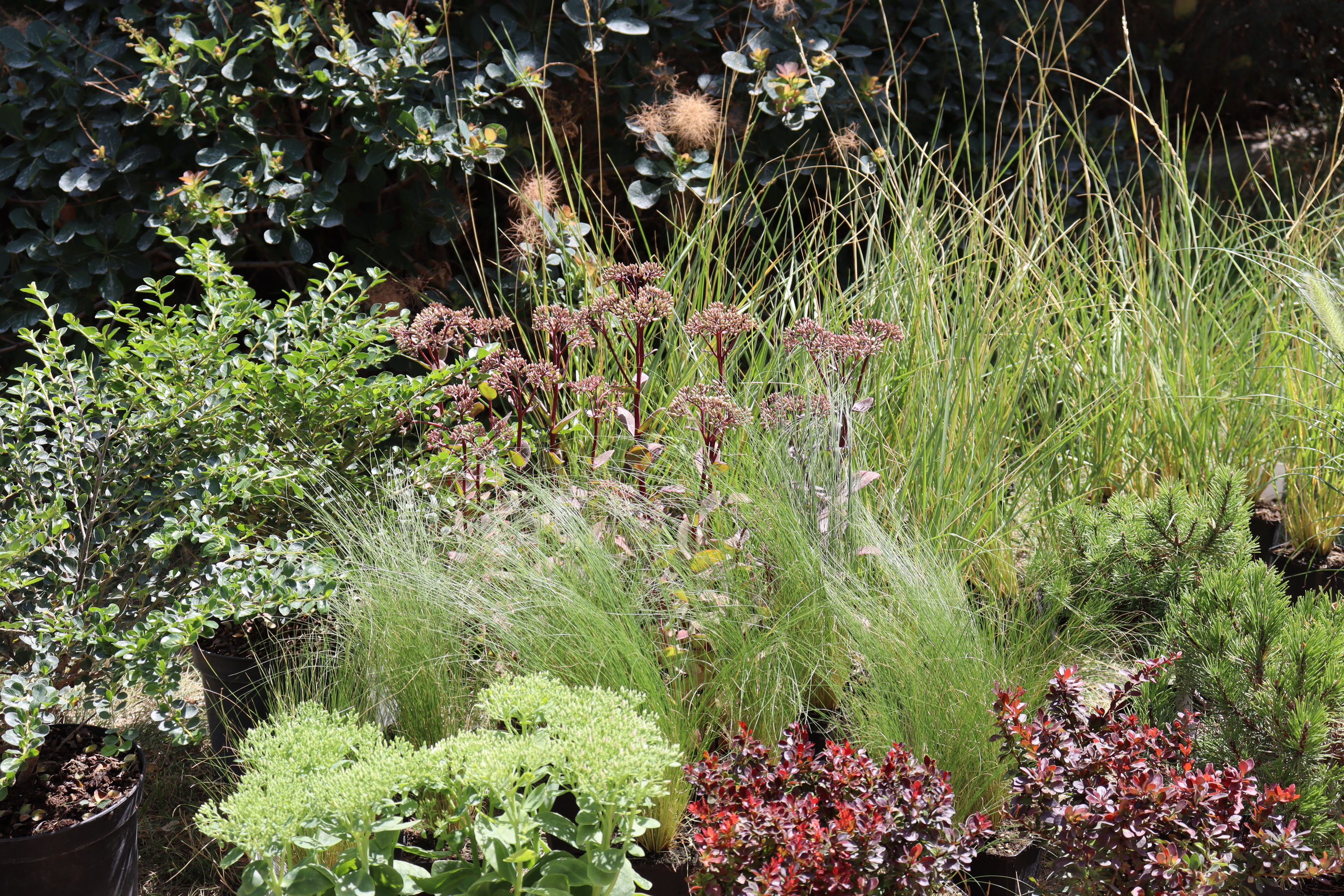 Torsán Lilla - Kerttervezés & tanácsadás