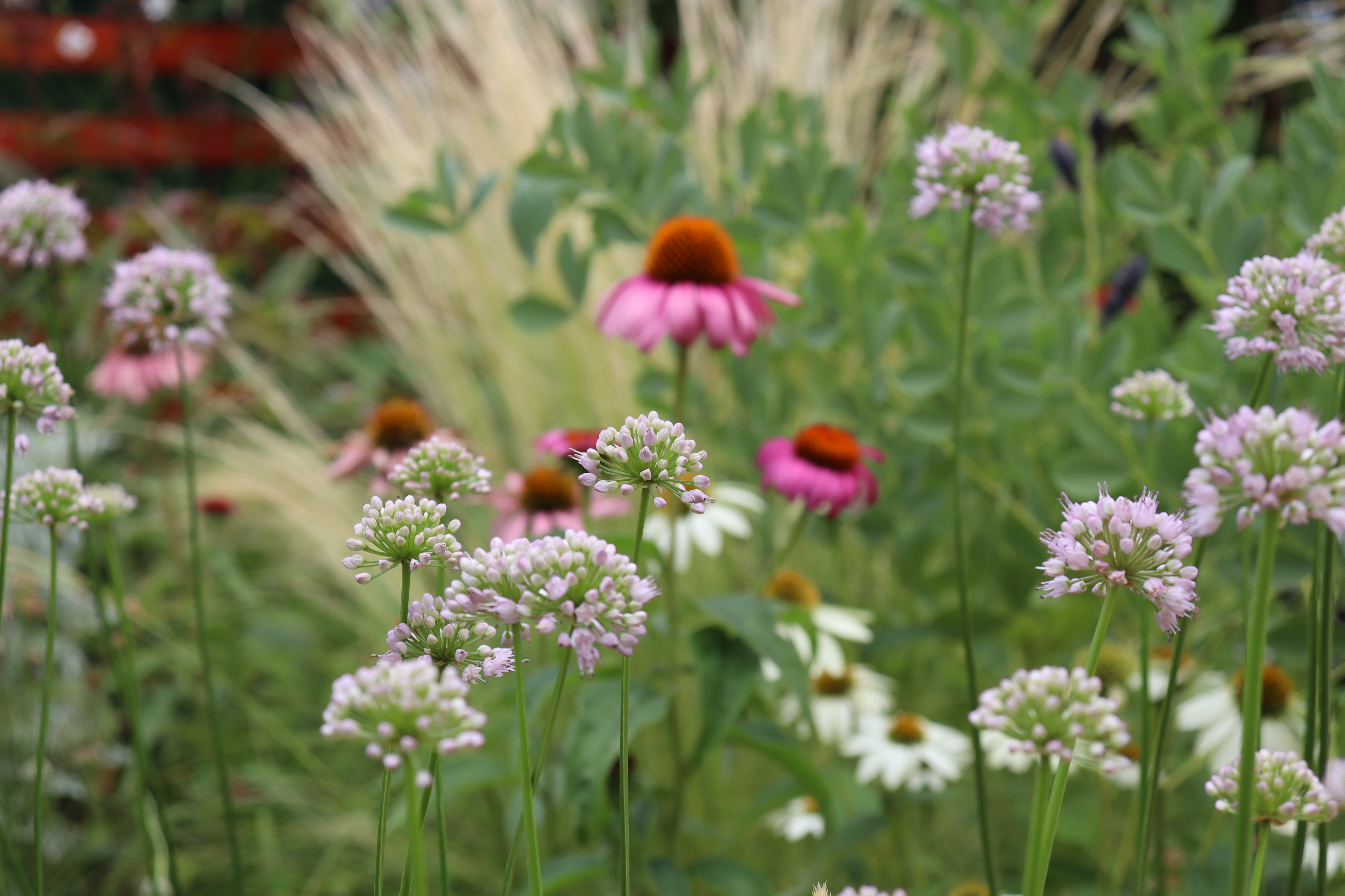 Torsán Lilla - Kerttervezés & tanácsadás