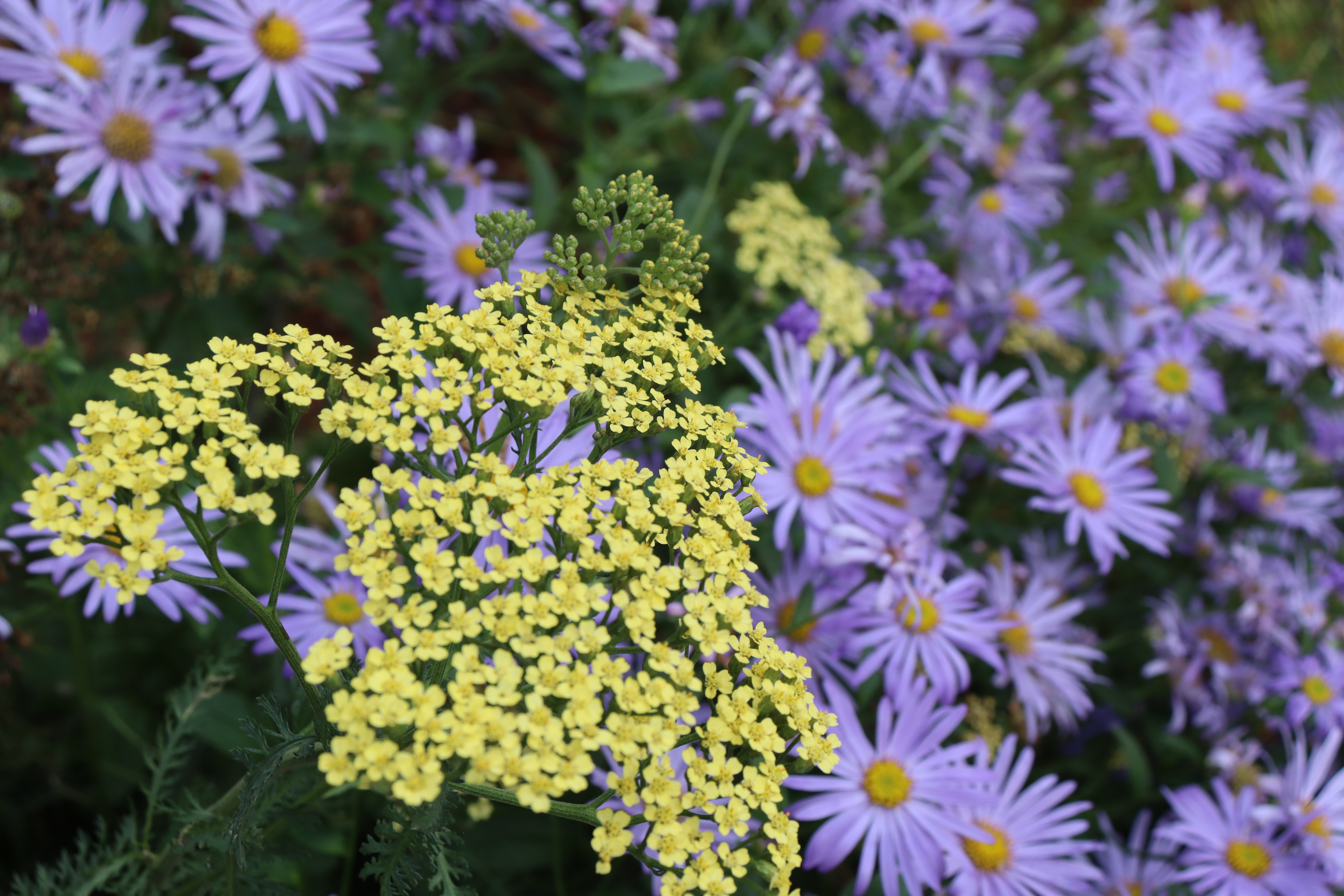 Torsán Lilla - Kerttervezés & kertépítés